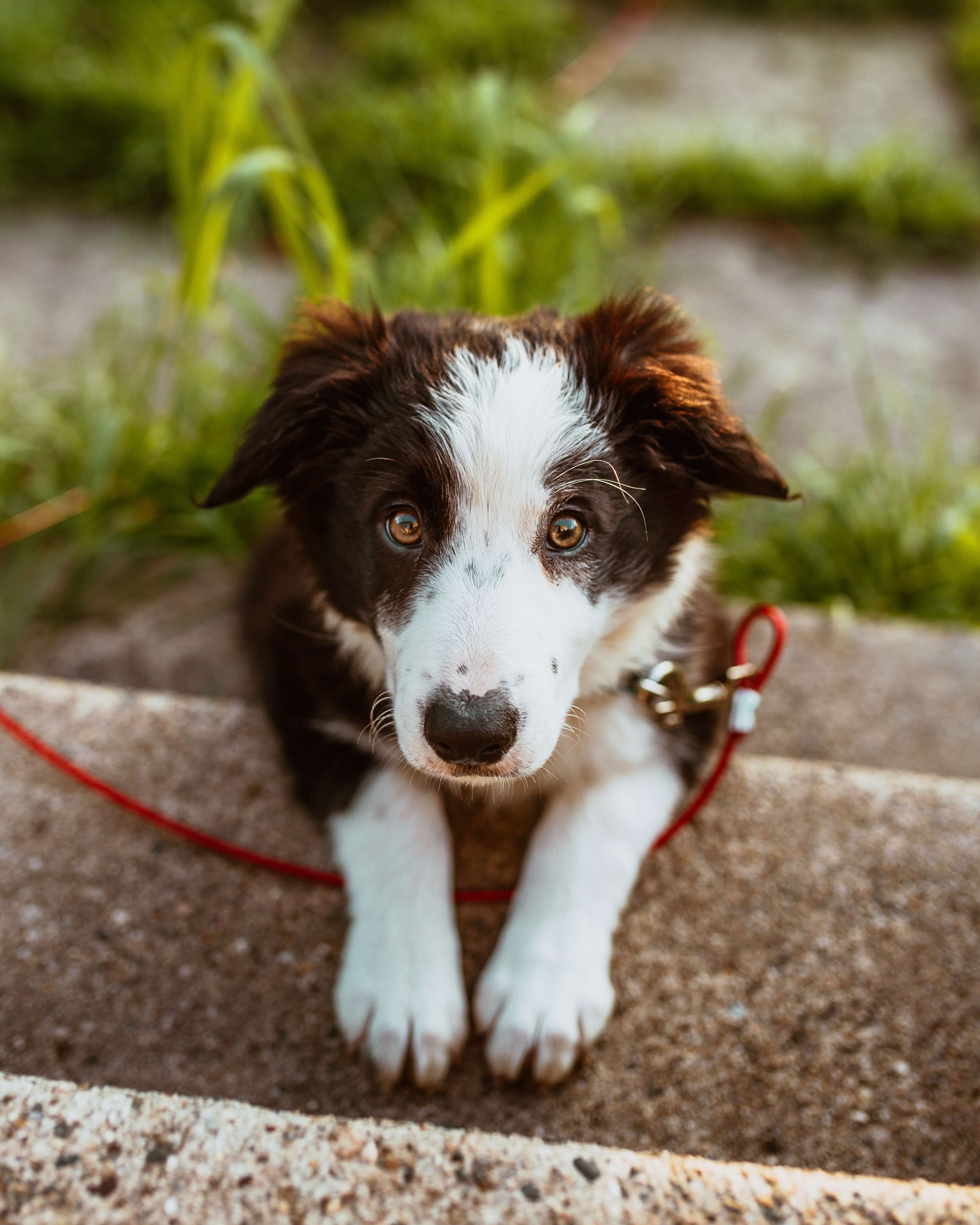 pedigree-dog-name-generator